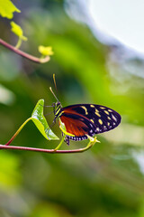 Ismenius Tigerwing Butterfly (Heliconius ismenius) in tropical gardens, commonly found in Central and South America