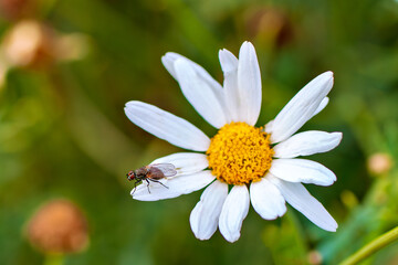 Delia Fly (Delia spp.) in agricultural fields and meadows, commonly found across Europe, Asia, and...