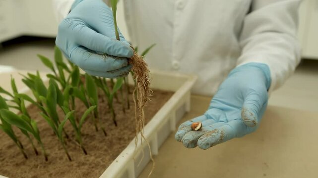 Laborat&oacute;rio Milho