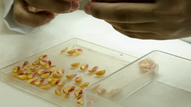 Laborat&oacute;rio Milho