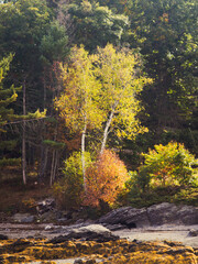 Sunlight highlighting the autumn colors of leaves in Maine