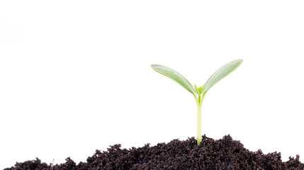 New life concept. Young plant isolated on white background