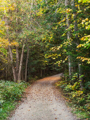 Sunlight highlighting the autumn colors of leaves in Maine