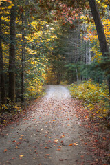 Sunlight highlighting the autumn colors of leaves in Maine