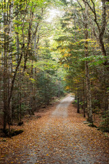 Sunlight highlighting the autumn colors of leaves in Maine