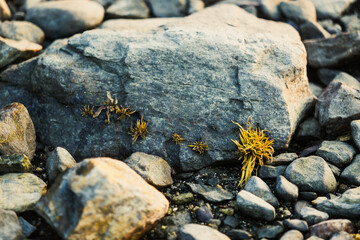 Seaweed on Rocks at Low Tide in Maine