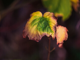 Sunlight highlighting the autumn colors of leaves in Maine