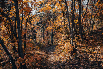 Fototapeta premium Beautiful Fall Autumn Hiking Trail views of Ice Box Canyon Ogden Utah