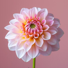 Fototapeta premium Professional studio photo of a beautiful pink dahlia flower showcasing intricate petals and vibrant colors