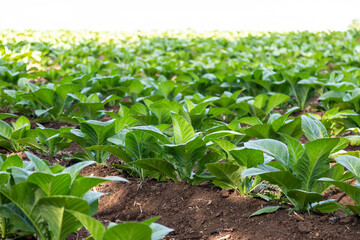 Tobacco plantation Nicotiana tabacum. Crop located in Brazil