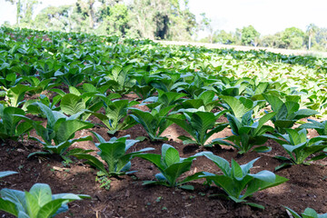 Tobacco plantation Nicotiana tabacum. Crop located in Brazil