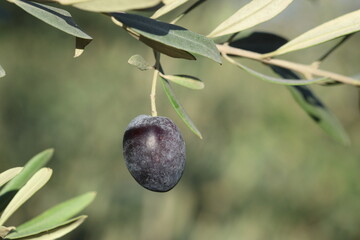 olive branch with black olives