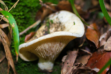 mushroom in the forest