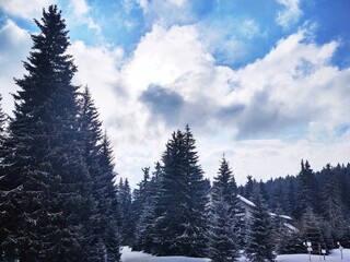 Nature under the snow during winter. Slovakia