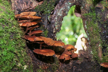 mushrooms on a tree