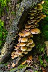 mushrooms on a tree