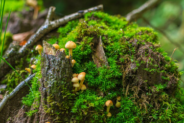 mushrooms in the forest
