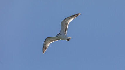 Möwe im Flug