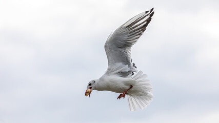 Fototapeta premium Möwe im Flug