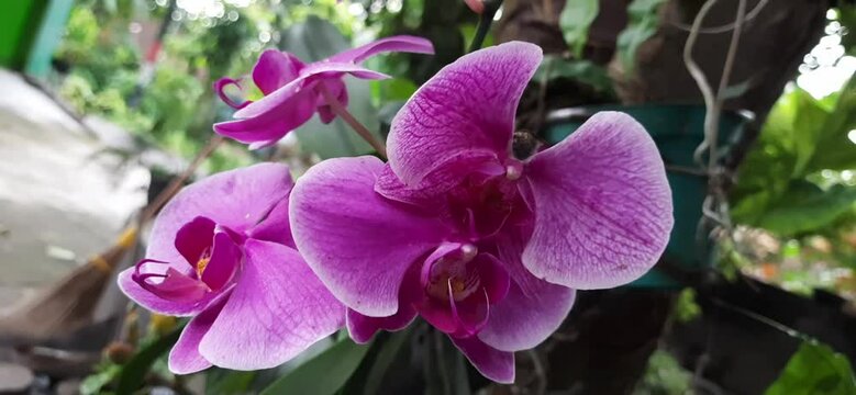 Beautiful orchid flower or purpel moon orchid or bunga anggrek in the litle garden. Nature and vacation concept background