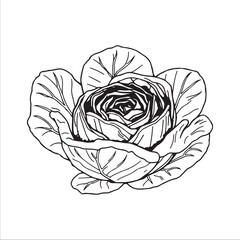 cabbage silhouette vector illustration, Simple, clear and beautiful arts and crafts 