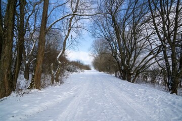 Nature under the snow during winter. Slovakia