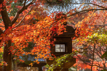 覚園寺の紅葉と石灯籠（神奈川県鎌倉市）