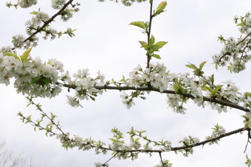 branch of a blossoming tree