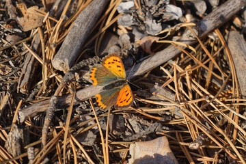 one small red brown butterfly sits on a dry gray branch and fallen needles on the ground in a...