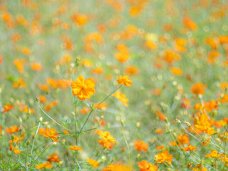 秋の公園や花壇を彩るコスモス（キバナコスモス）のある風景。背景。自然風景素材。
