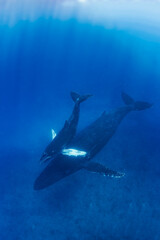 Humpback Whale - Megaptera novaeangliae, iconice large sea mammal from worldwide seas and oceans, Indian ocean, Mauritius.