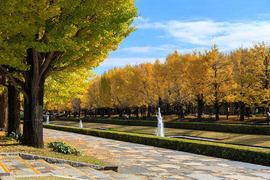 昭和記念公園　秋の銀杏並木（東京都立川市）