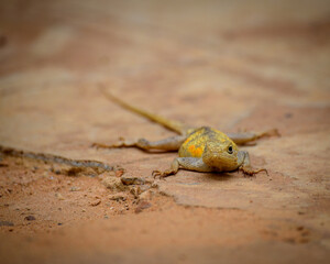 Cute lizard in West Africa