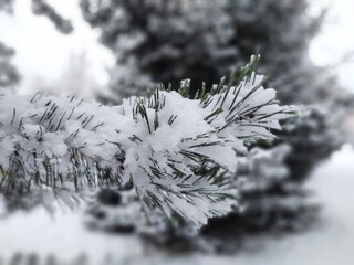 Nature under the snow during winter. Slovakia