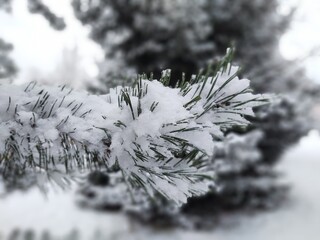 Nature under the snow during winter. Slovakia