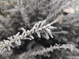 Nature under the snow during winter. Slovakia