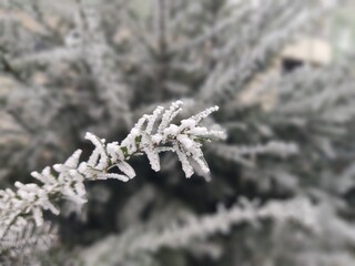 Nature under the snow during winter. Slovakia