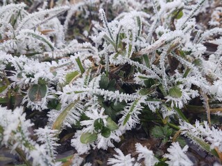 Nature under the snow during winter. Slovakia