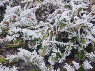 Nature under the snow during winter. Slovakia