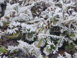 Nature under the snow during winter. Slovakia