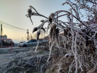 Nature under the snow during winter. Slovakia