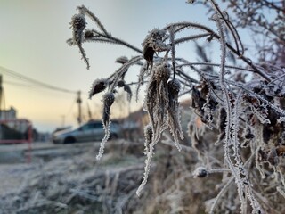 Nature under the snow during winter. Slovakia