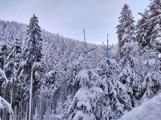Nature under the snow during winter. Slovakia