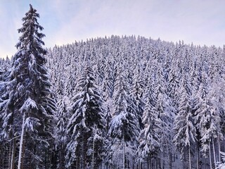 Nature under the snow during winter. Slovakia