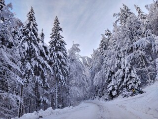 Nature under the snow during winter. Slovakia