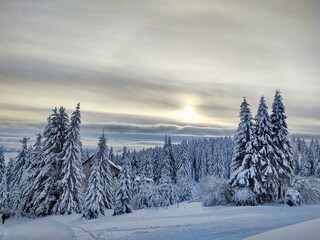 Nature under the snow during winter. Slovakia