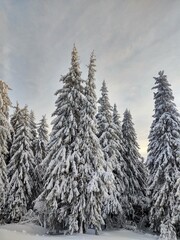 Nature under the snow during winter. Slovakia