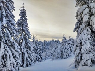 Nature under the snow during winter. Slovakia