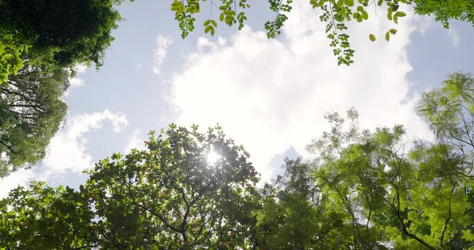 sun shining through the trees against blue sky copy space. Green leaves tree natural summer low angle shot background. 