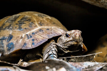 turtle on the ground